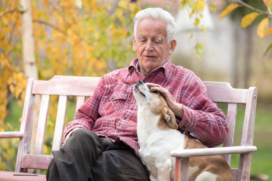 Older man plays with dog